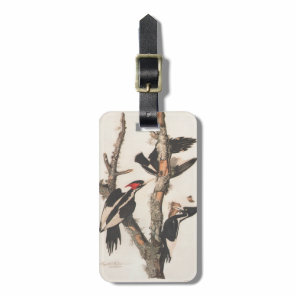 Audubon Ivory-Billed Woodpecker Luggage Tag