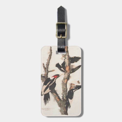 Audubon Ivory_Billed Woodpecker Luggage Tag