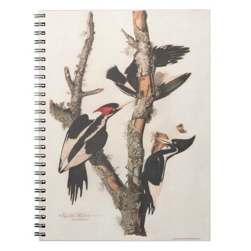 Audubon Ivory_Billed Woodpecker Notebook