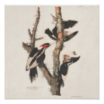 Audubon Ivory-Billed Woodpecker Poster