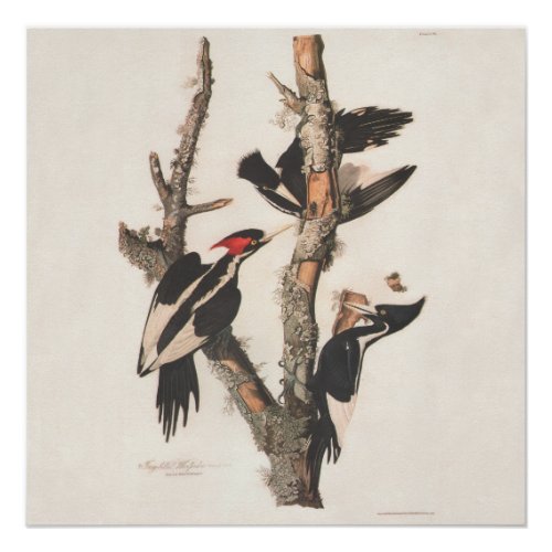 Audubon Ivory_Billed Woodpecker Poster