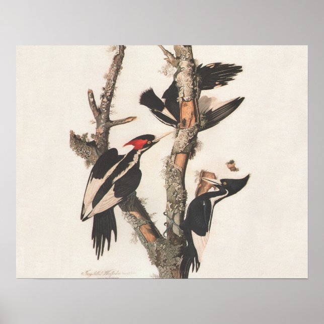 Audubon Ivory-Billed Woodpecker Poster (Front)