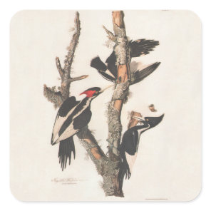 Audubon Ivory-Billed Woodpecker Square Sticker