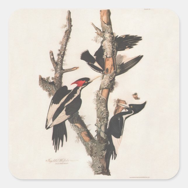 Audubon Ivory-Billed Woodpecker Square Sticker (Front)