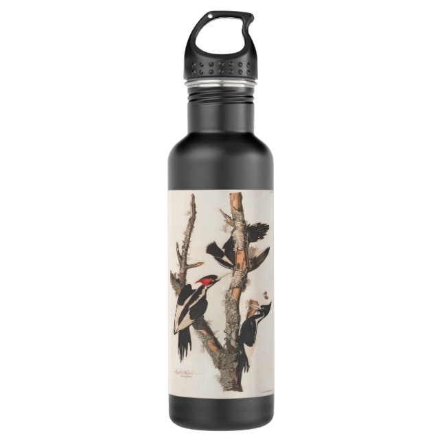Audubon Ivory-Billed Woodpecker Stainless Steel Water Bottle (Front)