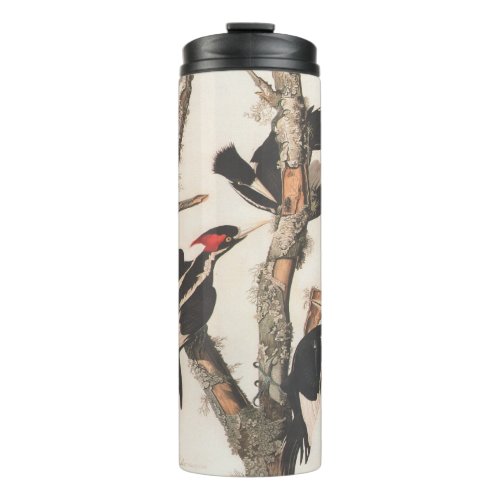 Audubon Ivory_Billed Woodpecker Thermal Tumbler