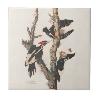 Audubon Ivory-Billed Woodpecker Tile