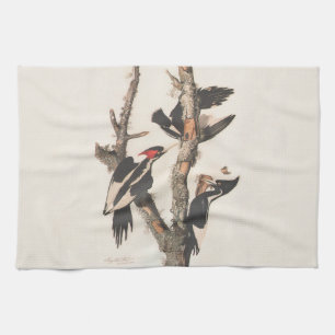 Audubon Ivory-Billed Woodpecker Towel