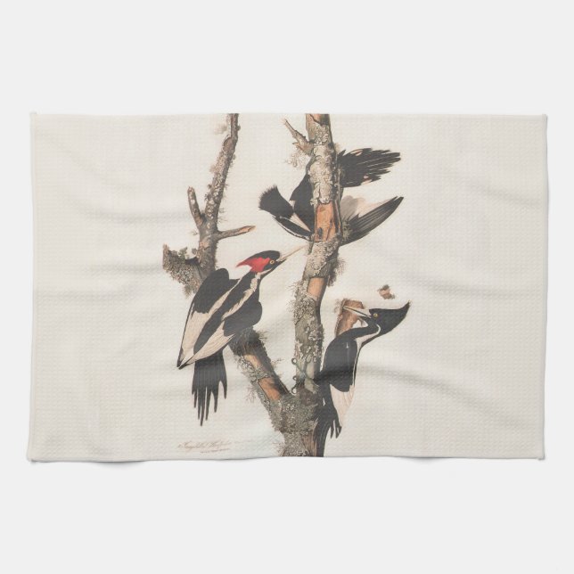 Audubon Ivory-Billed Woodpecker Towel (Horizontal)