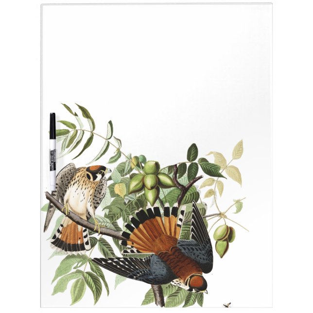 Audubon Kestral Birds Wildlife Dry Erase Board (Front)