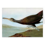 Audubon: Limpkin (Front Horizontal)