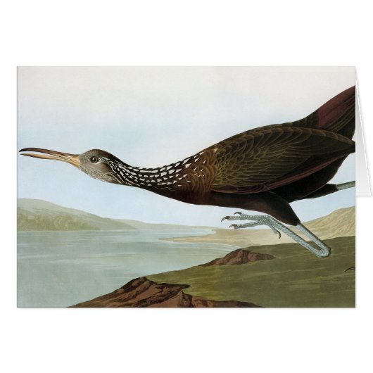 Audubon: Limpkin Cards (Front Horizontal)