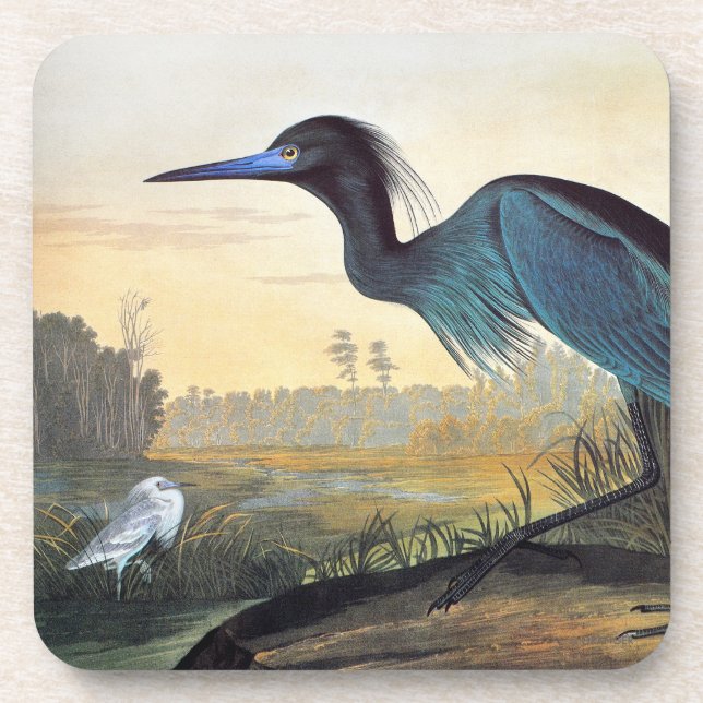 Audubon: Little Blue Heron Beverage Coaster (Front)