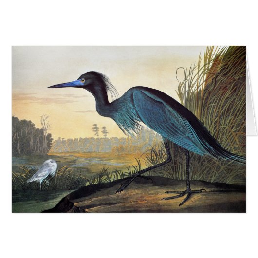 Audubon: Little Blue Heron Cards (Front Horizontal)