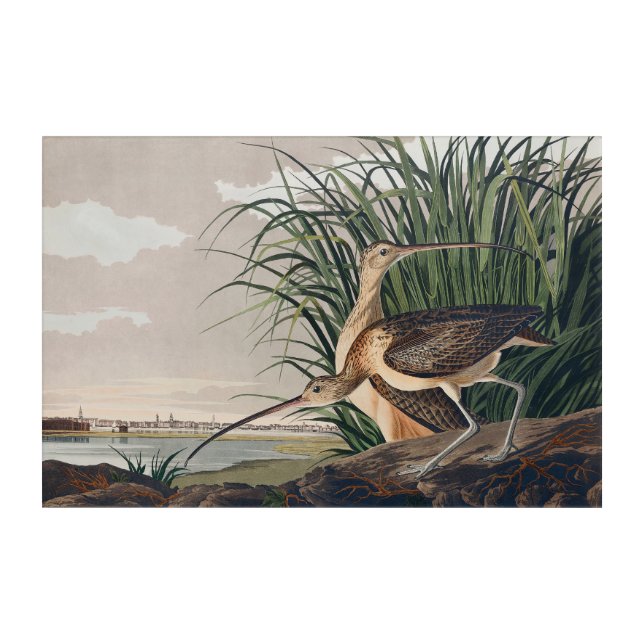 Audubon Long-Billed Curlew Bird Acrylic Print (Front)