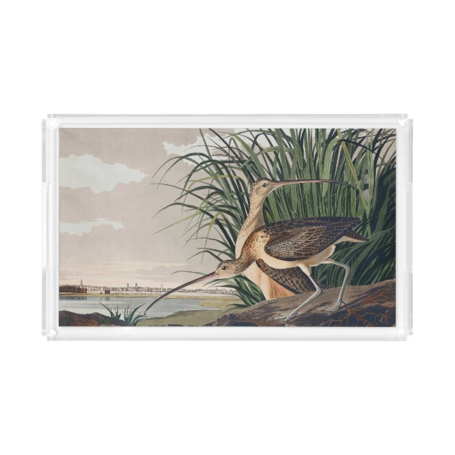 Audubon Long-Billed Curlew Bird Acrylic Tray (Front)