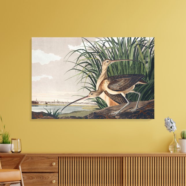 Audubon Long-Billed Curlew Bird Canvas Print (Insitu(LivingRoom))