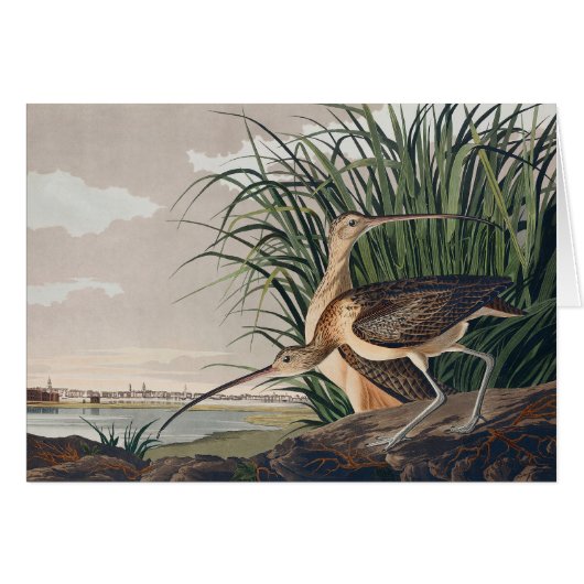 Audubon Long-Billed Curlew Bird Cards (Front Horizontal)
