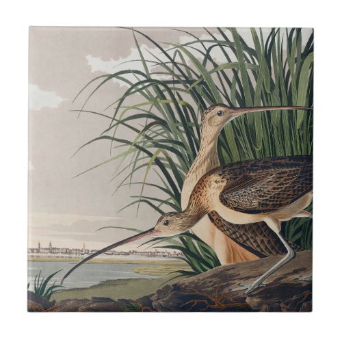 Audubon Long_Billed Curlew Bird Ceramic Tile