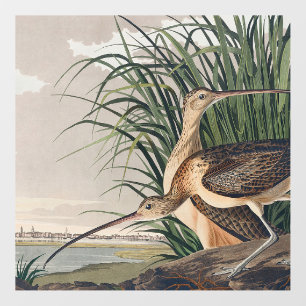 Audubon Long-Billed Curlew Bird Floor Decals