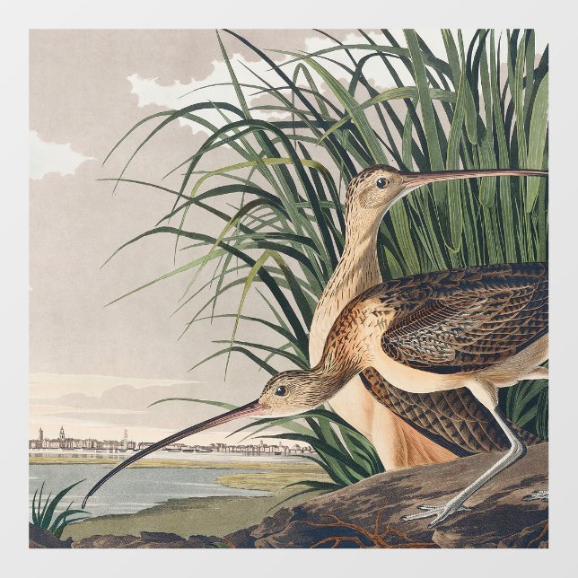 Audubon Long-Billed Curlew Bird Floor Decals (Front)