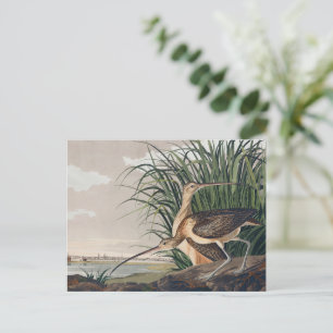 Audubon Long-Billed Curlew Bird Postcard