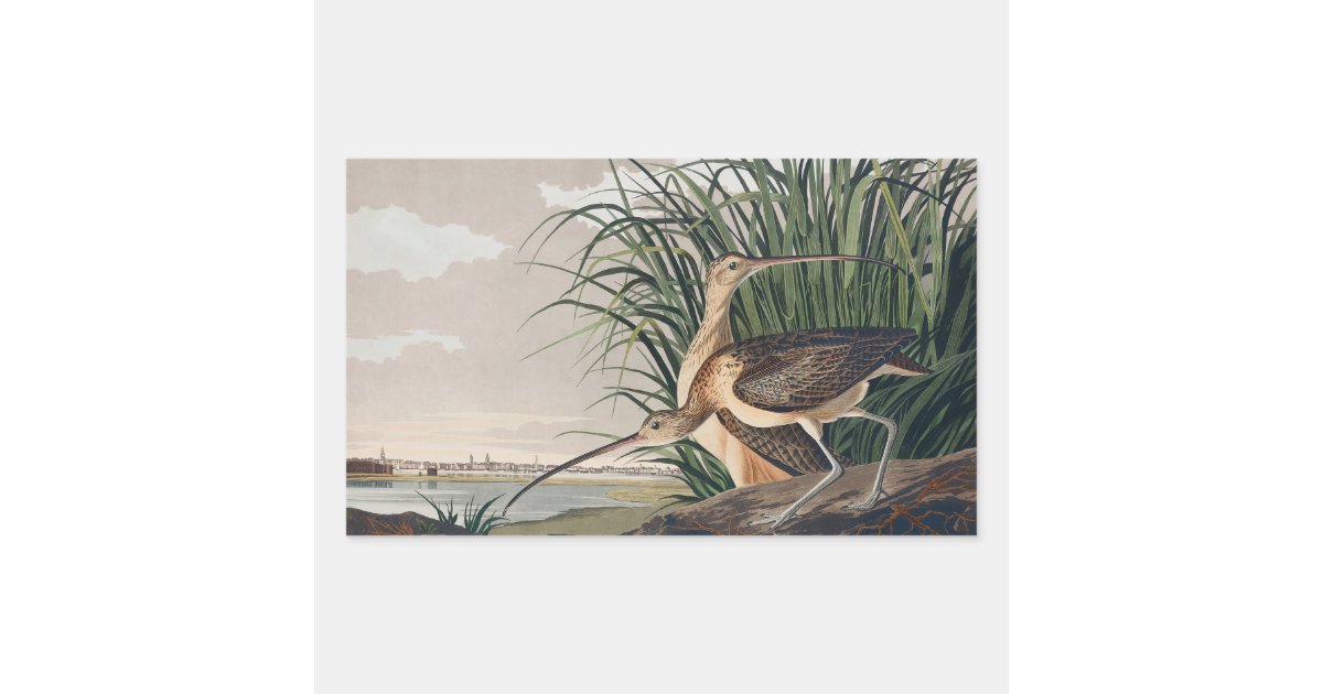 Audubon Long-Billed Curlew Bird Rectangular Sticker | Zazzle