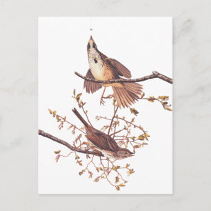 Audubon Long Sparrow Postcard