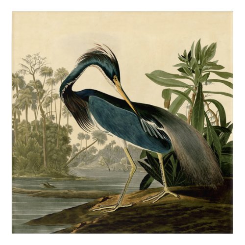 Audubon Louisiana Heron Birds America Art