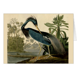 Audubon Louisiana Heron Birds America Art