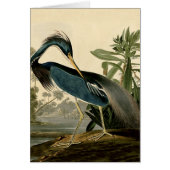 Audubon Louisiana Heron Birds America Art (Front)