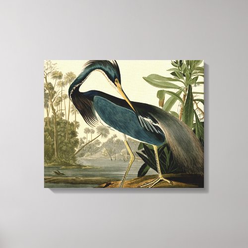 Audubon Louisiana Heron Birds America Art Canvas Print