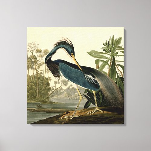 Audubon Louisiana Heron Birds America Art Canvas Print