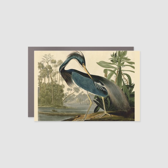 Audubon Louisiana Heron Birds America Art Car Magnet (Front)