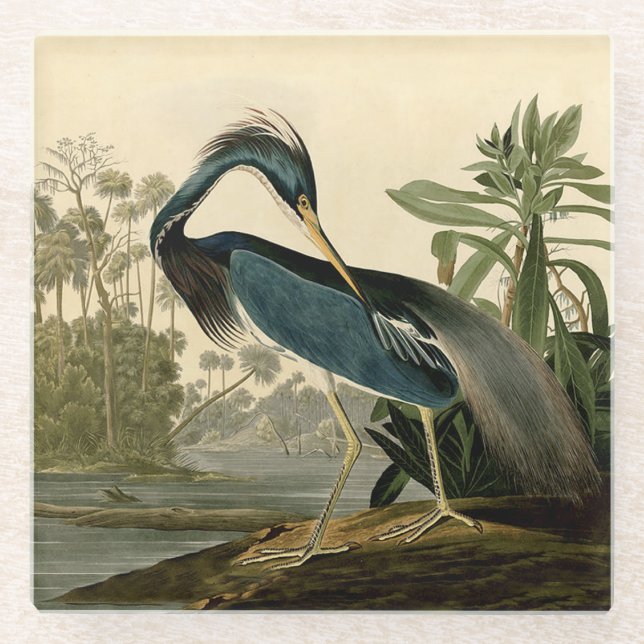 Audubon Louisiana Heron Birds America Art Glass Coaster (Front)