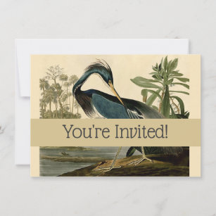 Audubon Louisiana Heron Birds America Art Invitation
