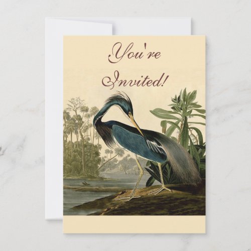 Audubon Louisiana Heron Birds America Art Invitation