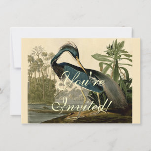 Audubon Louisiana Heron Birds America Art Invitation