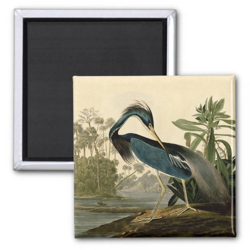 Audubon Louisiana Heron Birds America Art Magnet