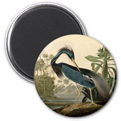 Audubon Louisiana Heron Birds America Art Magnet