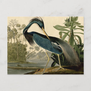 Audubon Louisiana Heron Birds America Art Postcard