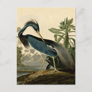 Audubon Louisiana Heron Birds America Art Postcard