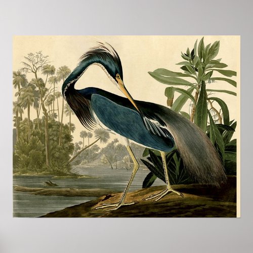 Audubon Louisiana Heron Birds America Art Poster