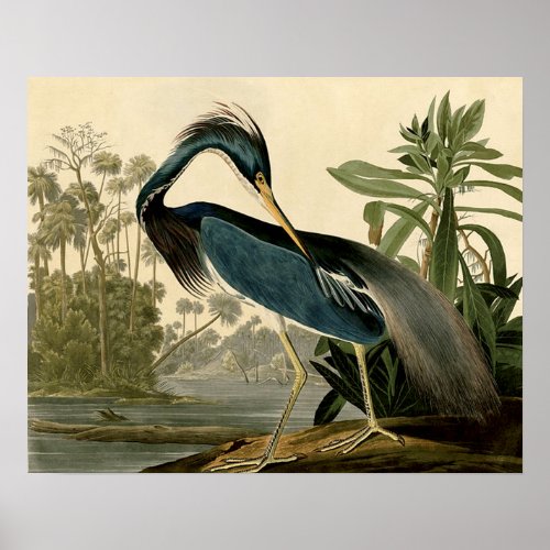 Audubon Louisiana Heron Birds America Art Poster