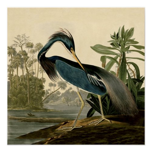 Audubon Louisiana Heron Birds America Art Poster