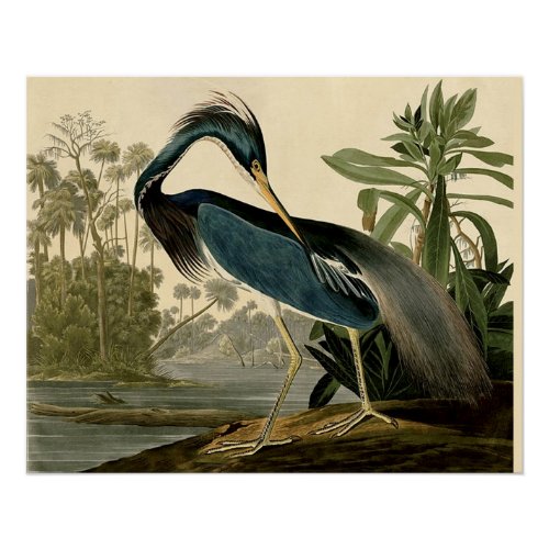 Audubon Louisiana Heron Birds America Art Poster
