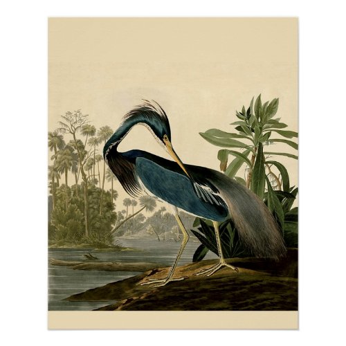 Audubon Louisiana Heron Birds America Art Poster