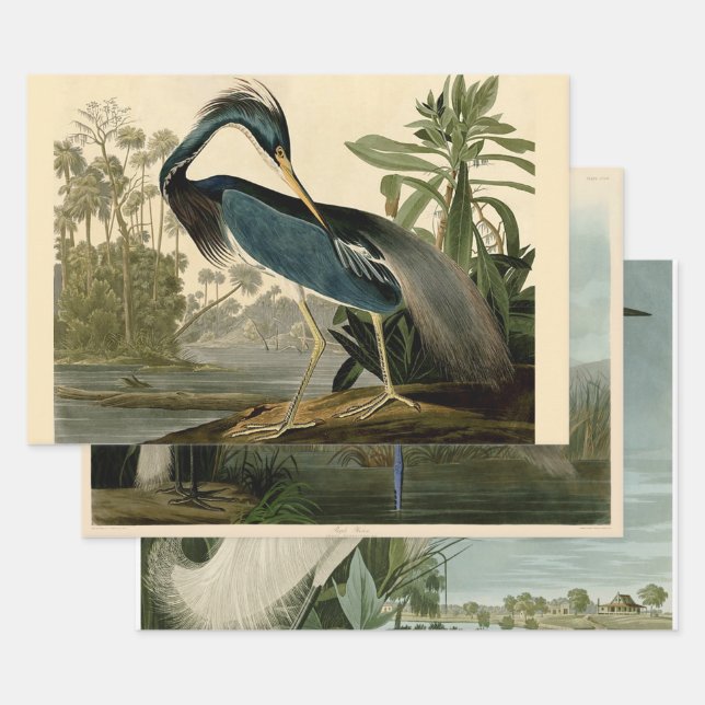 Audubon Louisiana Heron Birds America Art Wrapping Paper Sheets (Set)