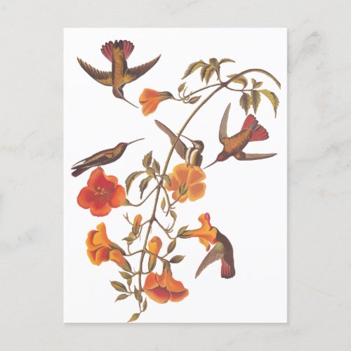 Audubon Mangrove Hummingbird on Trumpet Vine Postcard