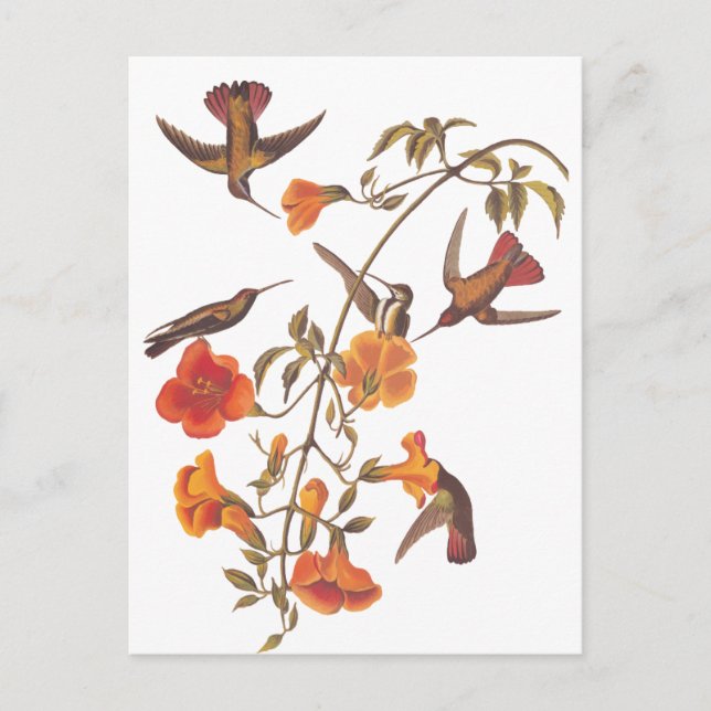Audubon Mangrove Hummingbird on Trumpet Vine Postcard (Front)
